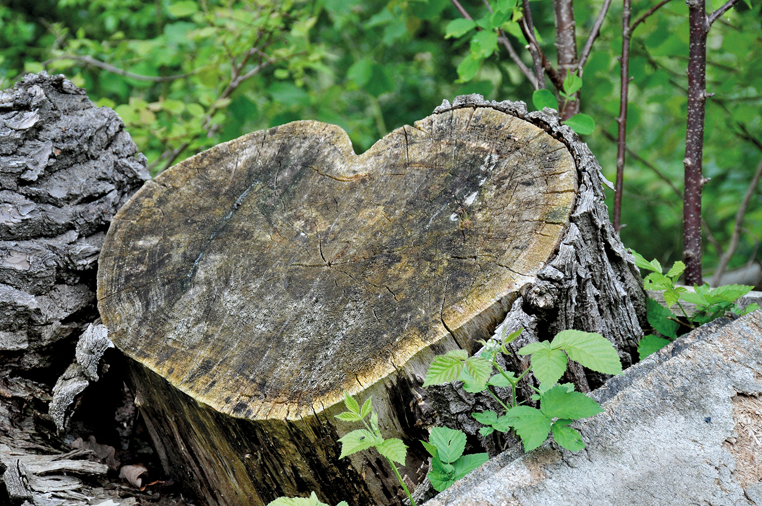 Herzförmiger Baumstumpf als natürliches Symbol für Verbundenheit